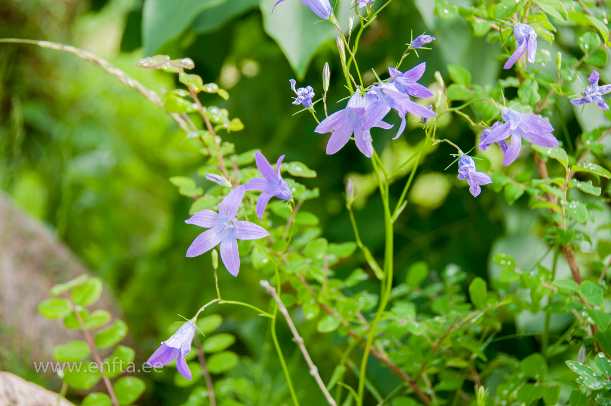 103 A two day competition